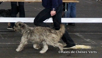 des Haies de Chênes Verts - Résultats expo Bordeaux 2014