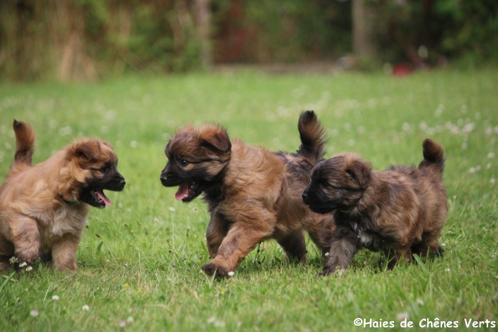 des Haies de Chênes Verts - Nouvelles photos des chiots 