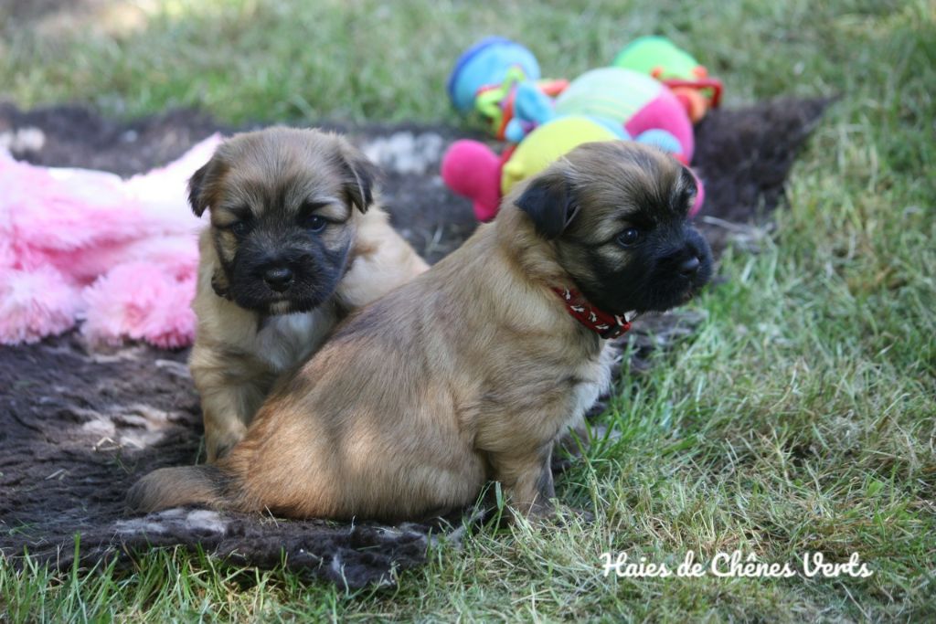 des Haies de Chênes Verts - Photos des chiots de Jalisca 