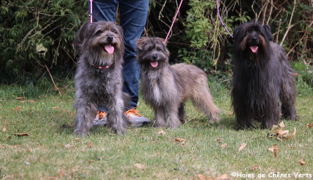 des Haies de Chênes Verts - Photo de famille 