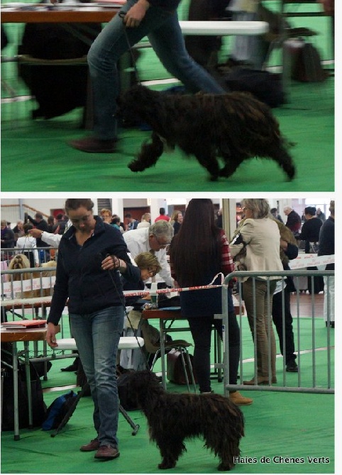 des Haies de Chênes Verts - Expo d'Angers 2016