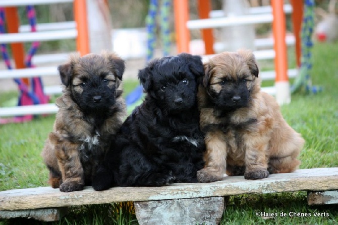 des Haies de Chênes Verts - Les chiots à 5 semaines ........