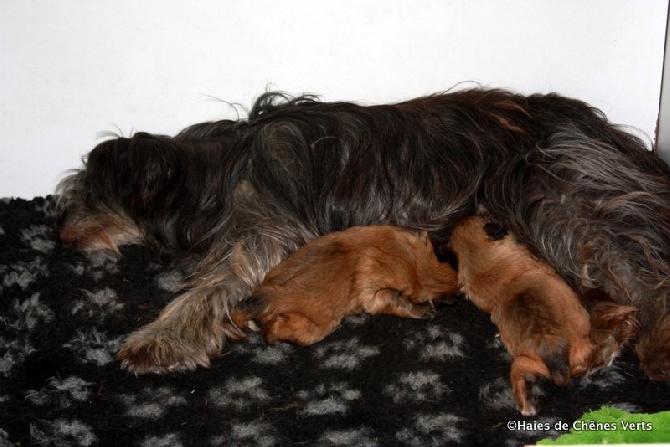 des Haies de Chênes Verts - Chiots Etincelle et Foehn 