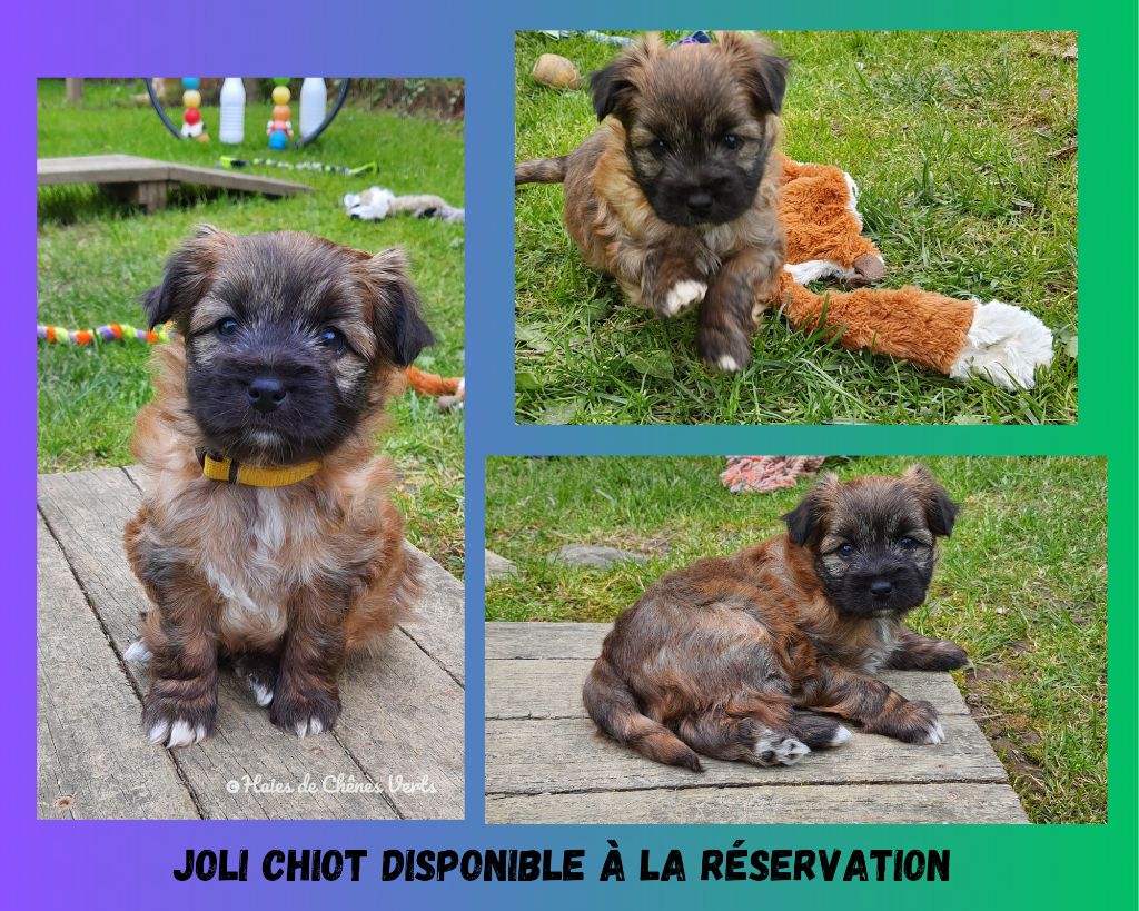 des Haies de Chênes Verts - Joli chiot actuellement disponible. 