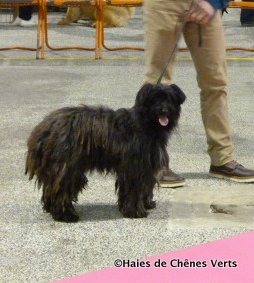 des Haies de Chênes Verts - Résultats spéciale de Nantes 2016