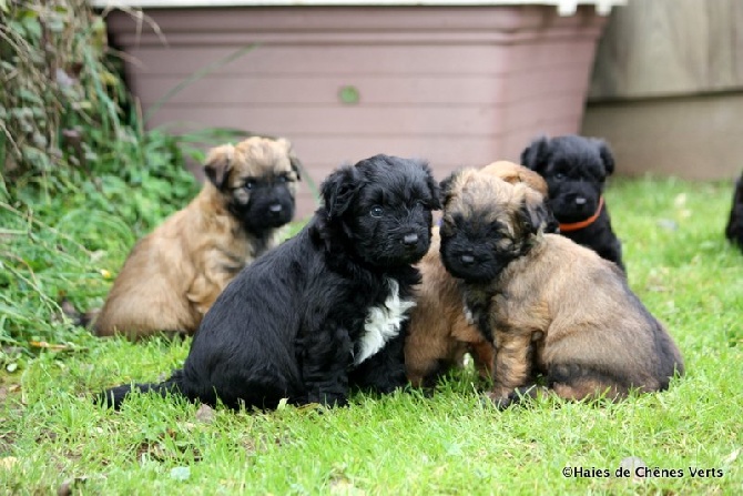 des Haies de Chênes Verts - Les chiots à 4 semaines