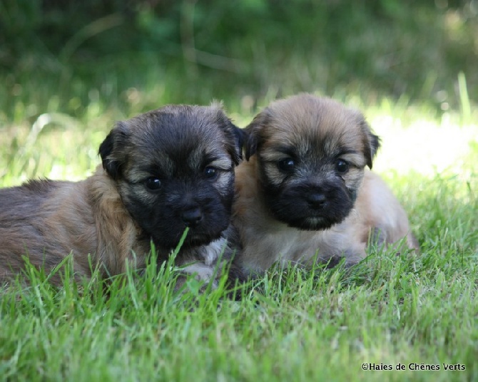 des Haies de Chênes Verts - Chiots de Jalisca à 4 semaines