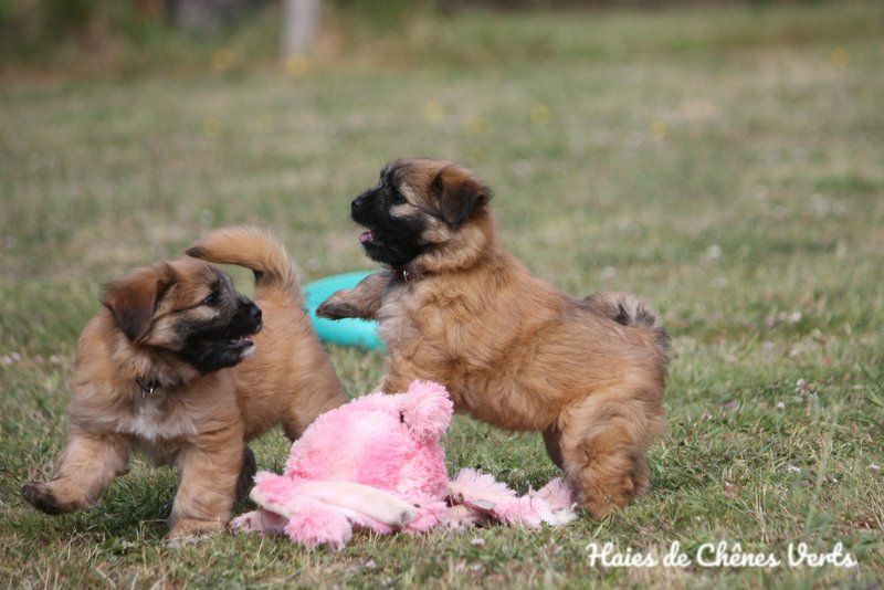 des Haies de Chênes Verts - Nouvelles photos des chiots 