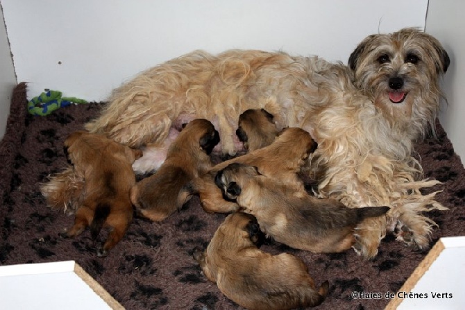 des Haies de Chênes Verts - Nouvelles photos des chiots à 15 jours