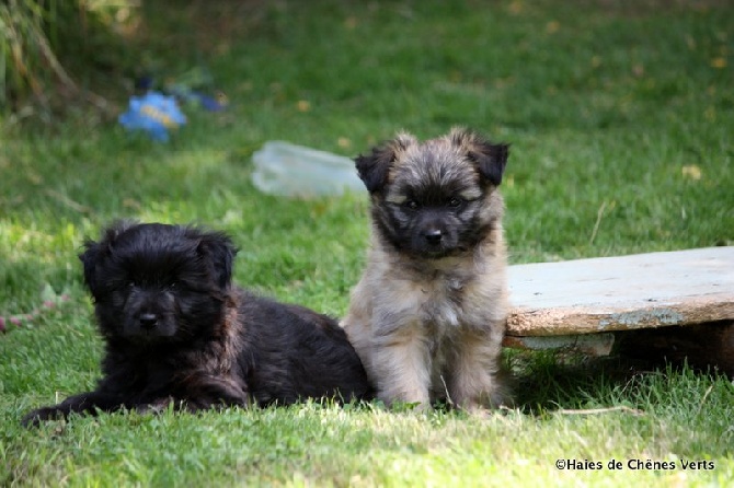 des Haies de Chênes Verts - Chiots Etincelle à 7 semaines