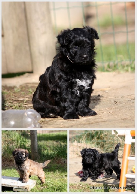 des Haies de Chênes Verts - Chiots Hibarette à 5 semaines