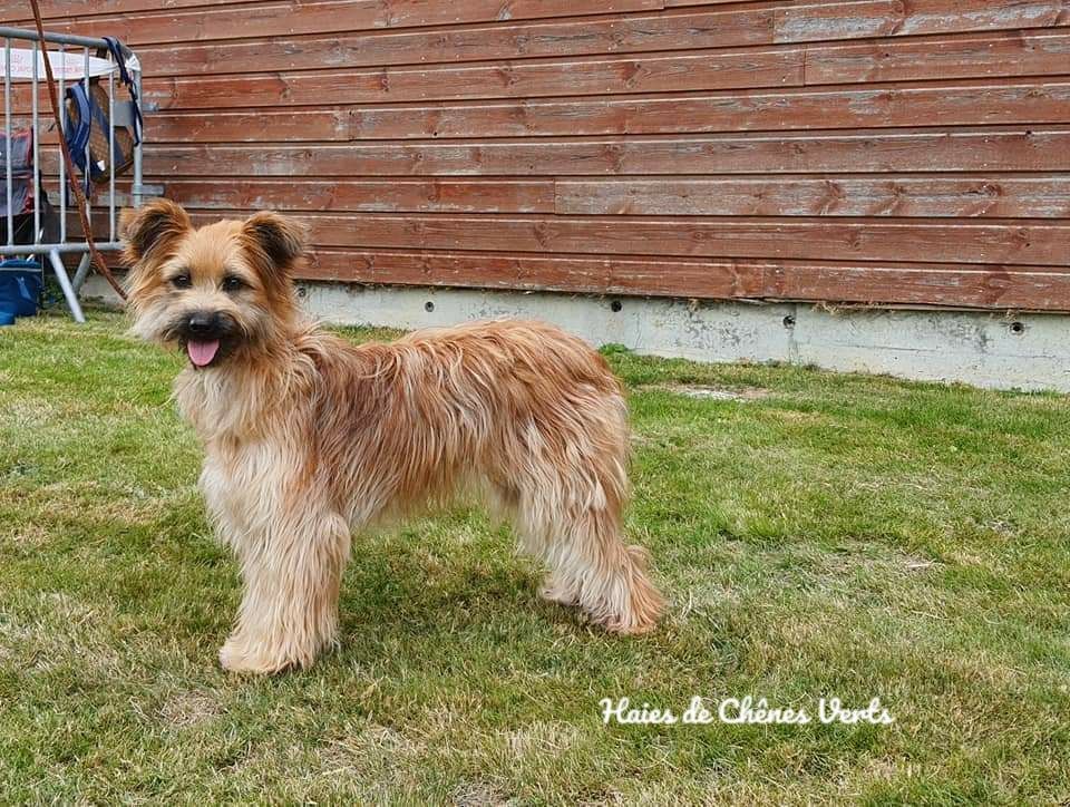 des Haies de Chênes Verts - Exposition canine 