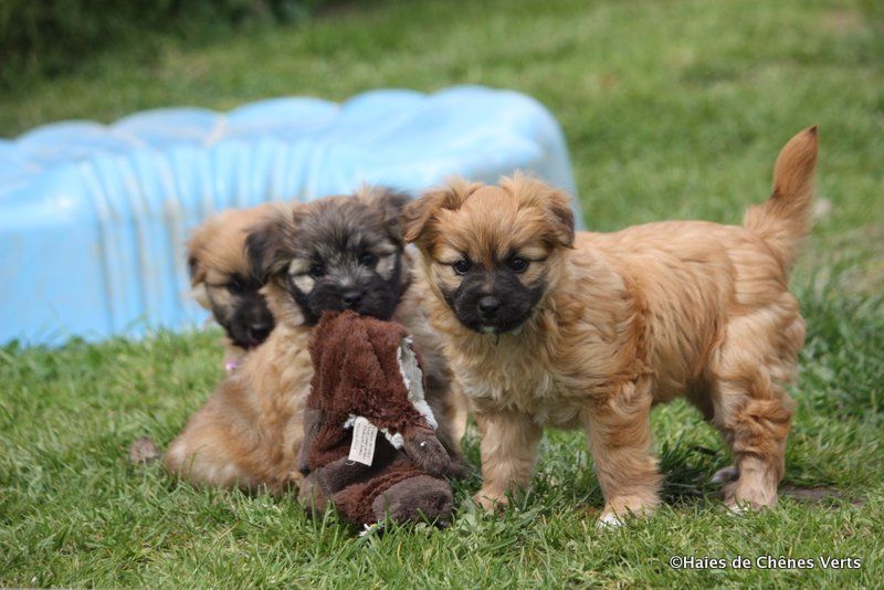 des Haies de Chênes Verts - Les chiots ont 7 semaines ....