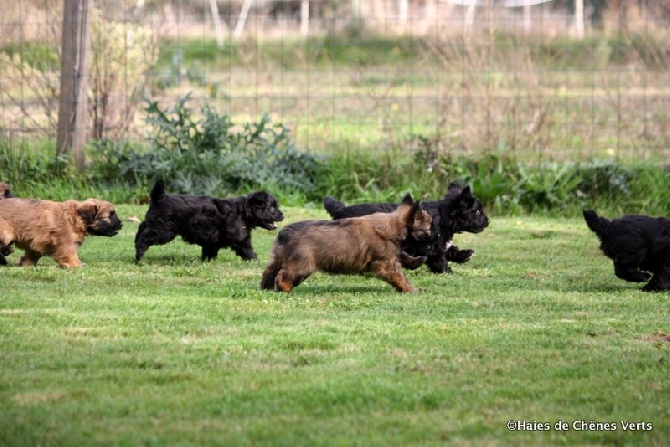 des Haies de Chênes Verts - Les chiots à 6 semaines ........