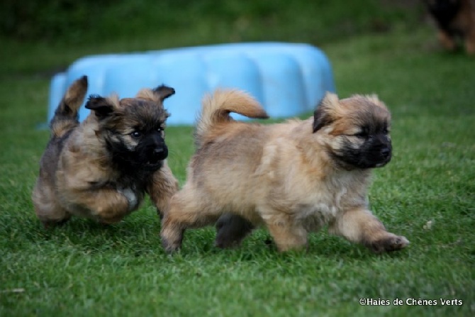 des Haies de Chênes Verts - Les chiots à 7 semaines ........