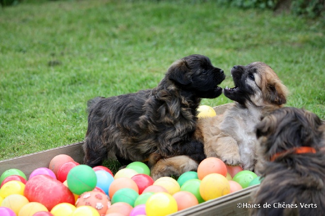 des Haies de Chênes Verts - Photos chiots Dazune à 6 semaines