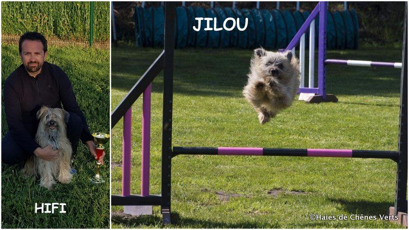 des Haies de Chênes Verts - Agility 