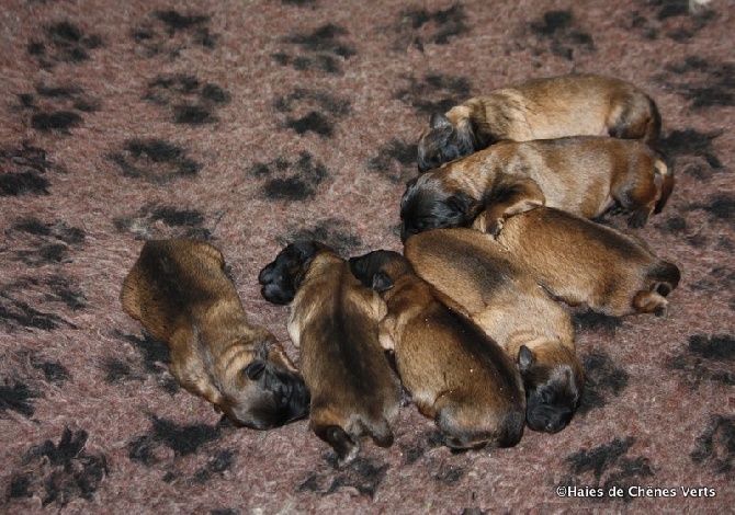 des Haies de Chênes Verts - Les chiots sont nés !!!!!