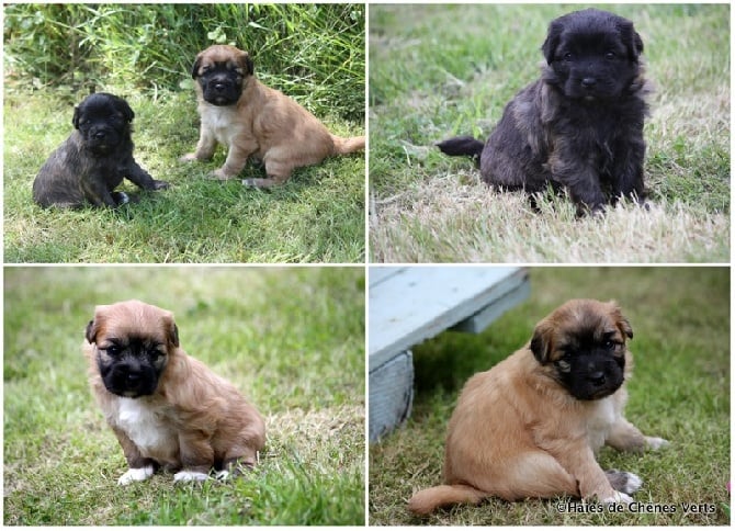 des Haies de Chênes Verts - Photos des chiots à 4 semaines