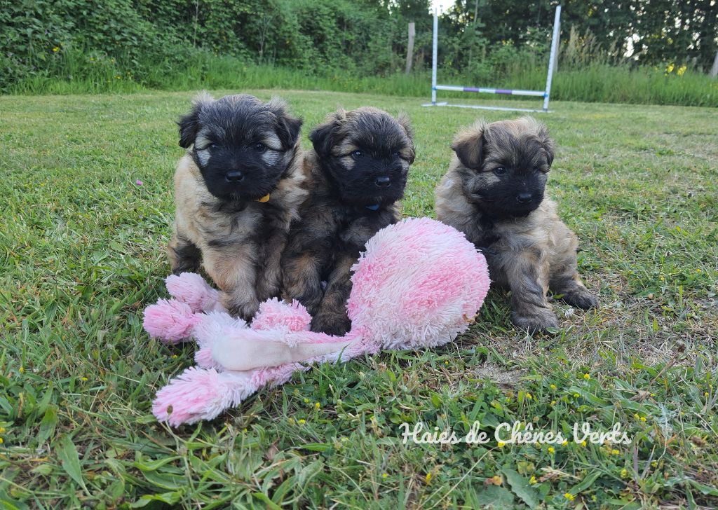 des Haies de Chênes Verts - Nouvelles des chiots d'Occitane 