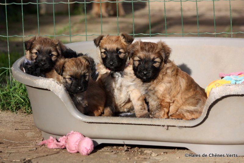 des Haies de Chênes Verts - Nouvelles des chiots