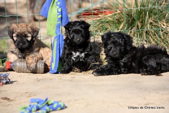 des Haies de Chênes Verts - Chiots Hibarette à 6 semaines