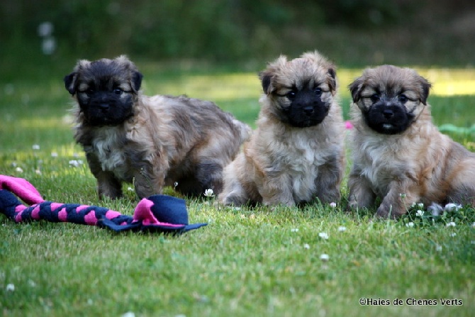 des Haies de Chênes Verts - Chiots de Jalisca à 6 semaines