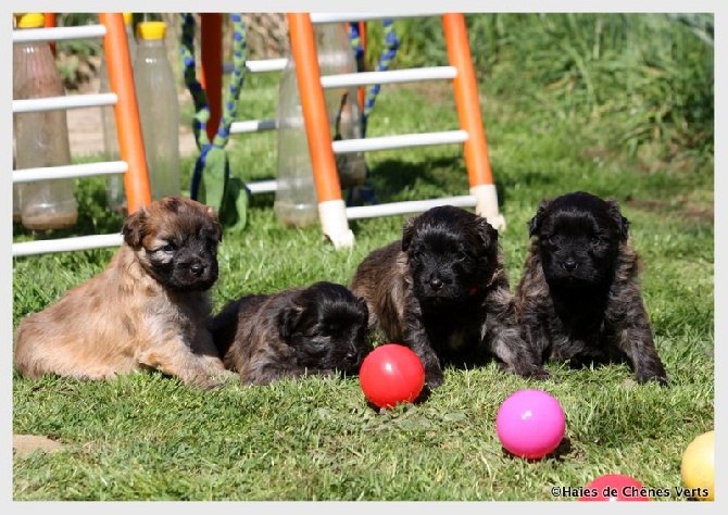 des Haies de Chênes Verts - Photos chiots Dazune à 4 semaines