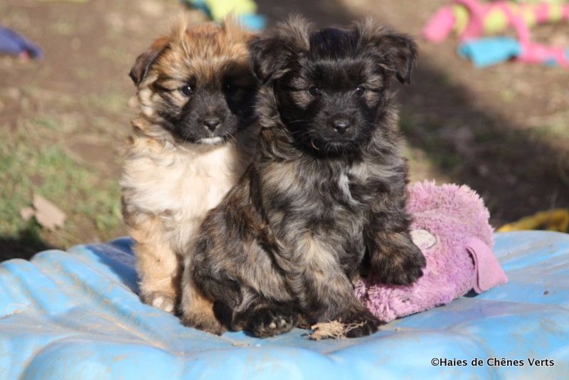 des Haies de Chênes Verts - Les chiots ont 7 semaines