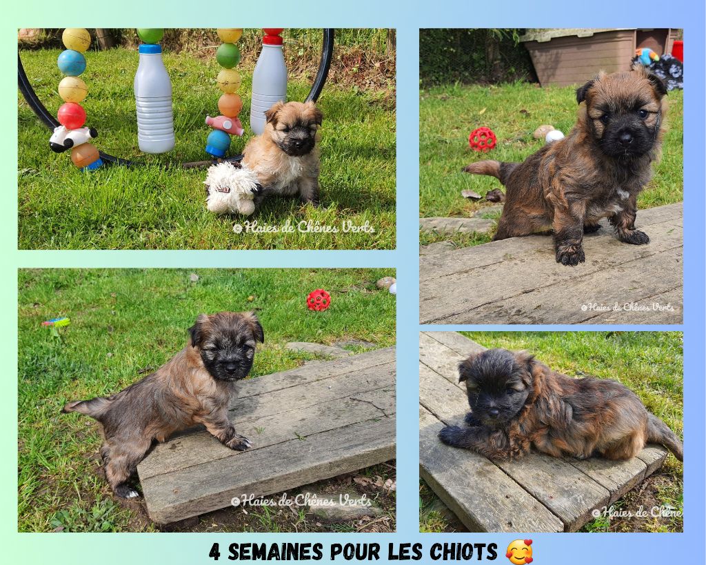 des Haies de Chênes Verts - Nouvelles photos des chiots 