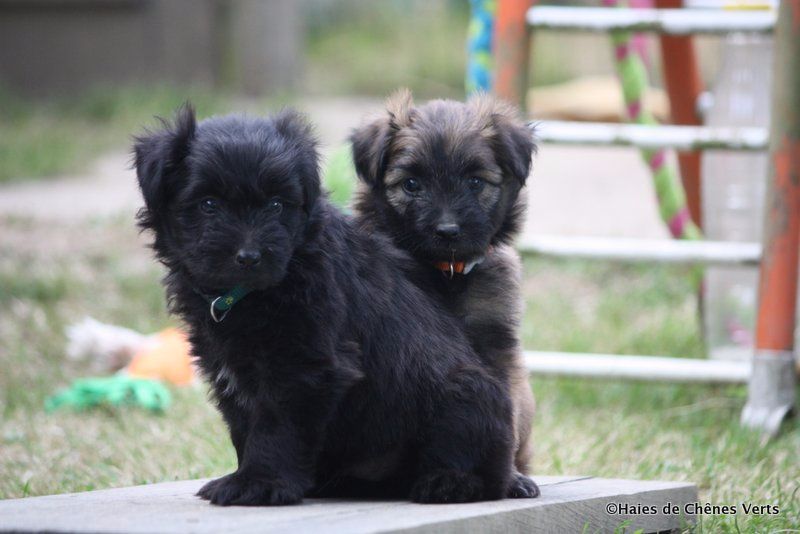 des Haies de Chênes Verts - Nouvelles photos des chiots