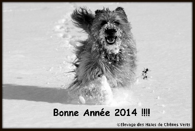 des Haies de Chênes Verts - Bonne année !!!!