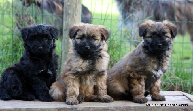 des Haies de Chênes Verts - Les chiots à 7 semaines ........