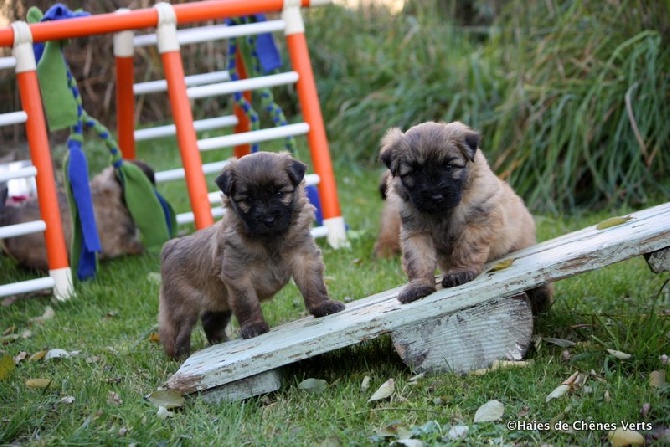 des Haies de Chênes Verts - Nouvelles photos des chiots à 1 mois