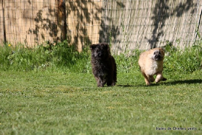 des Haies de Chênes Verts - Mowgli et Myrtille des Haies de Chênes Verts à 3 mois