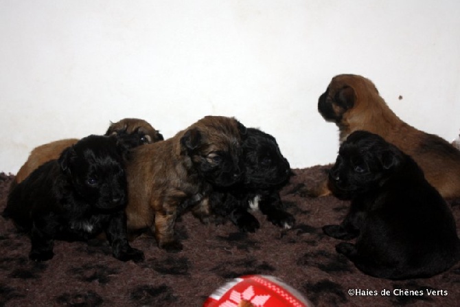 des Haies de Chênes Verts - Les chiots à 3 semaines ........