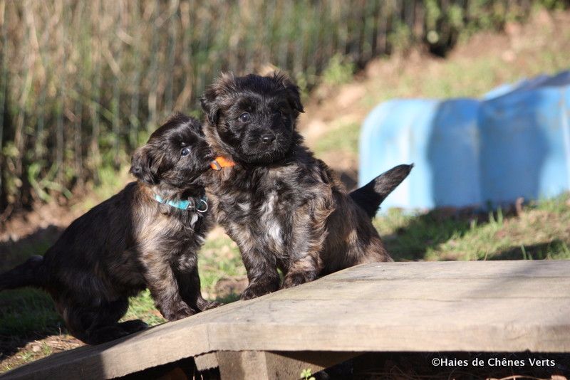 des Haies de Chênes Verts - Les chiots ont 4 semaines