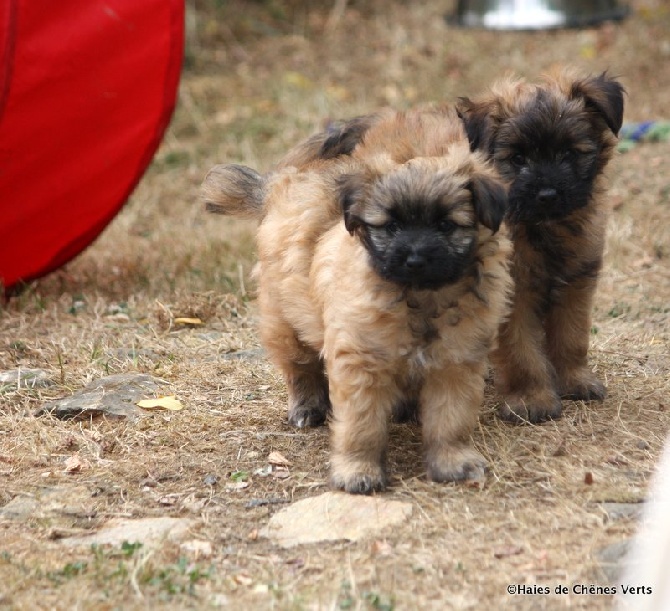 des Haies de Chênes Verts - Chiots Etincelle à 6 semaines