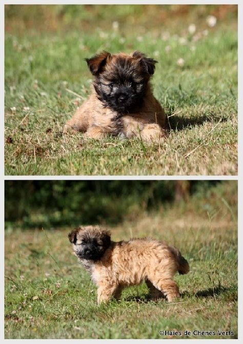 des Haies de Chênes Verts - Chiots Etincelle à 7 semaines