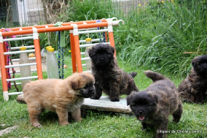 des Haies de Chênes Verts - Photos chiots Dazune à 7 semaines