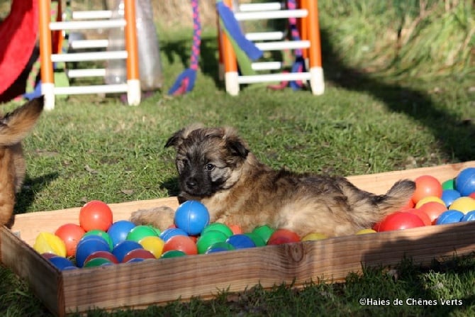 des Haies de Chênes Verts - Nouvelles photos des chiots à 6 semainess