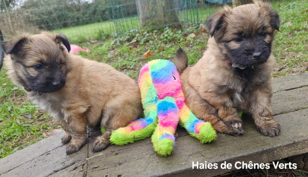 Nouvelles photos des chiots !