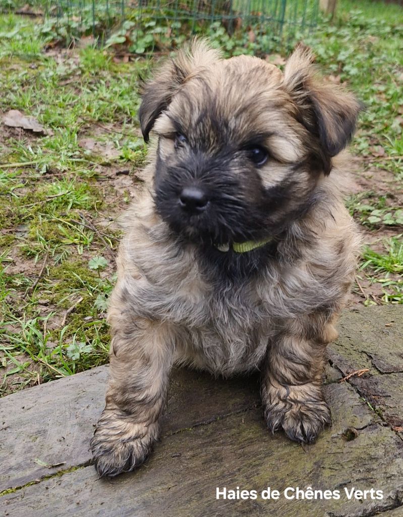 des Haies de Chênes Verts - Chiots disponibles - Berger des Pyrenees à poil long