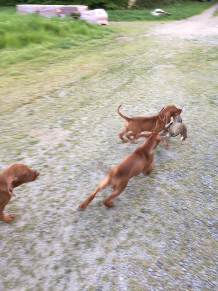 de la Ronastan - Chiots disponibles - Braque hongrois à poil court (Vizsla)