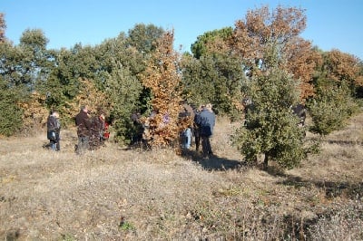 Cavage en Luberon Domaine Les Perpétus