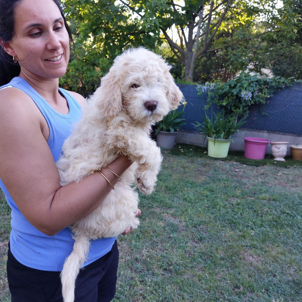 des Charmes de Bacchus - Lagotto Romagnolo - Portée née le 16/05/2024