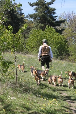 du Ron de L'Apio - Les Beagles de Mont Joui