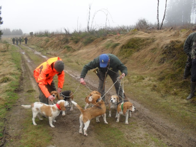 du Ron de L'Apio - Concours, Brevet, Beauté, Chasse, Beagles L.O.F