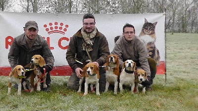 du Ron de L'Apio - Brevet de Chasse sur lièvre dans la vallée des 4B