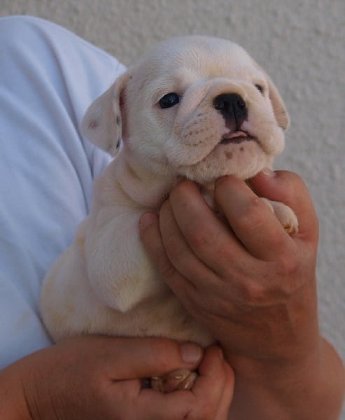 of Boogy Doggy Bull's - Bulldog Anglais - Portée née le 25/07/2013